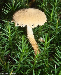 Cystoderma granulosum lacks a ring0335