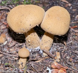 Cystoderma granulosum1020626