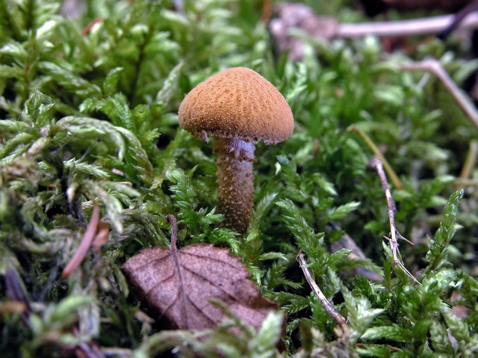 Cystoderma amianthinum1574