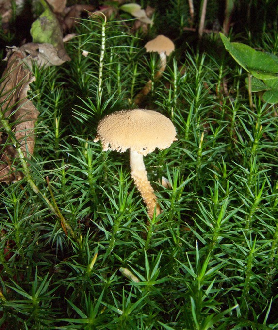 Cystoderma granulosum?0335