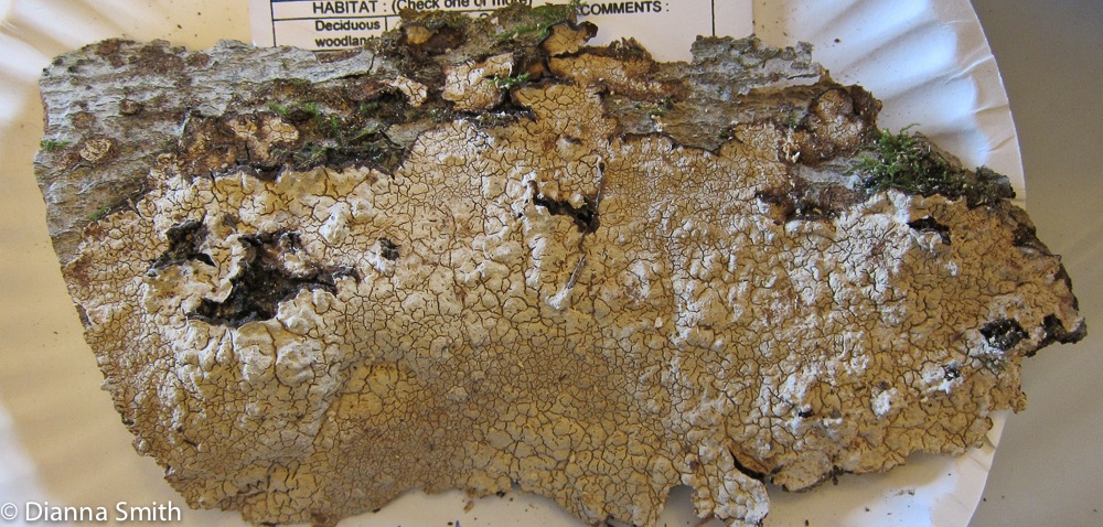Cystostereum murrayi_2518