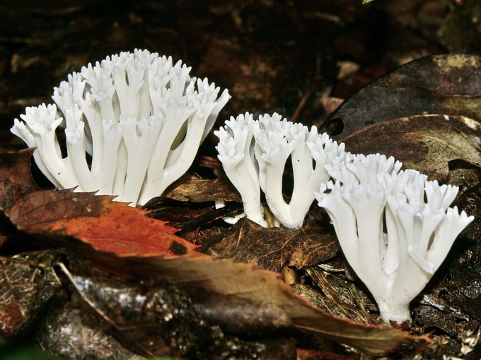 D DS Ramariopsis kunzei1625e