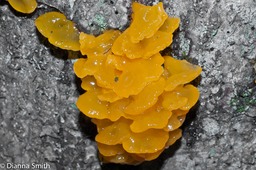 Dacrymyces palmatus02411