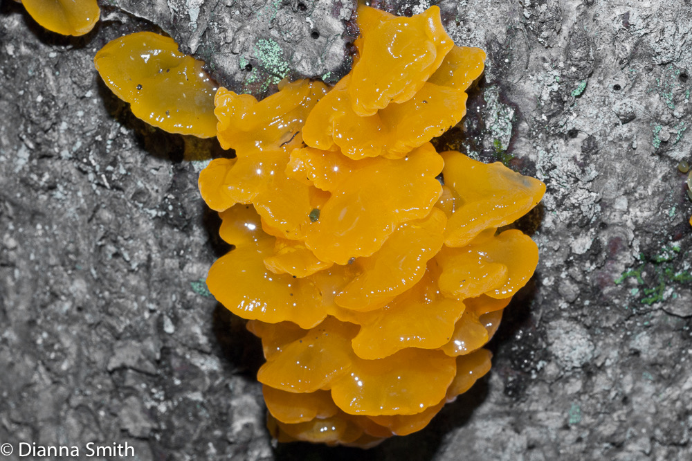 Dacrymyces palmatus02411