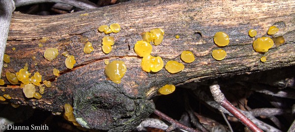 Dacrymyces stillatus0668