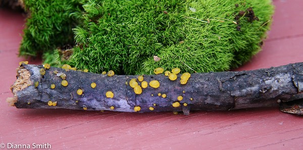 Dacrymyces stillatus1807