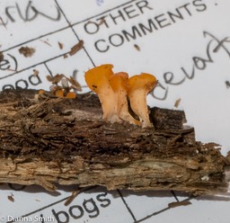 Dacryopinax spathularia 3488