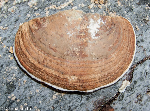 Daedalea quercina3281