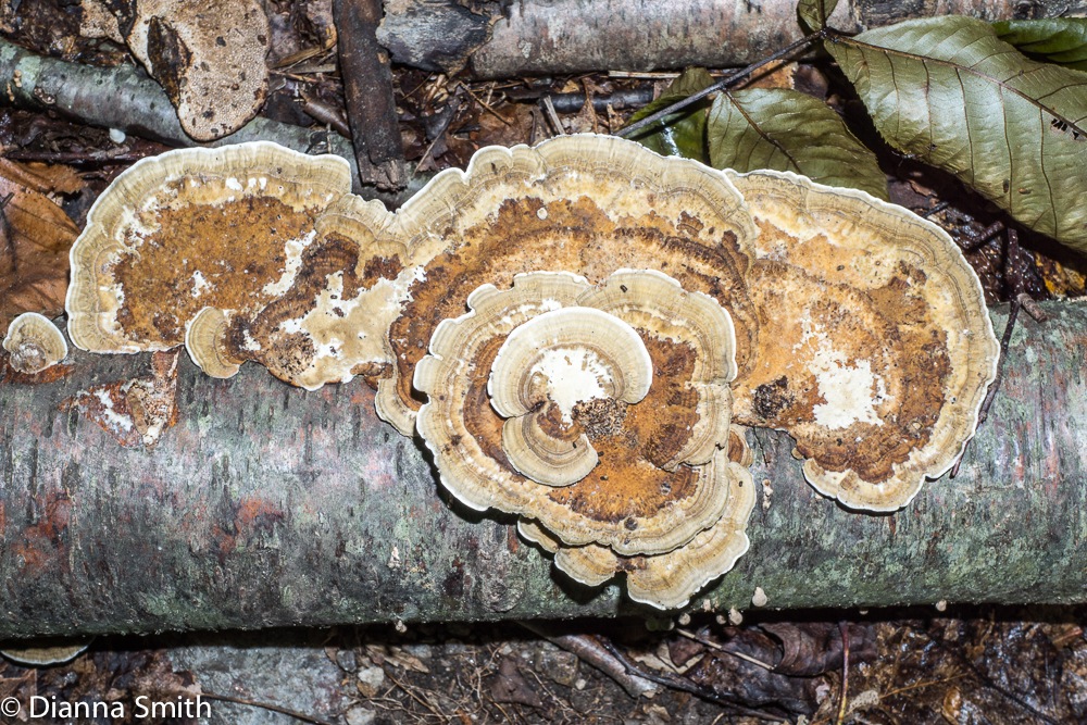 Daedaleopsis confragosa02753