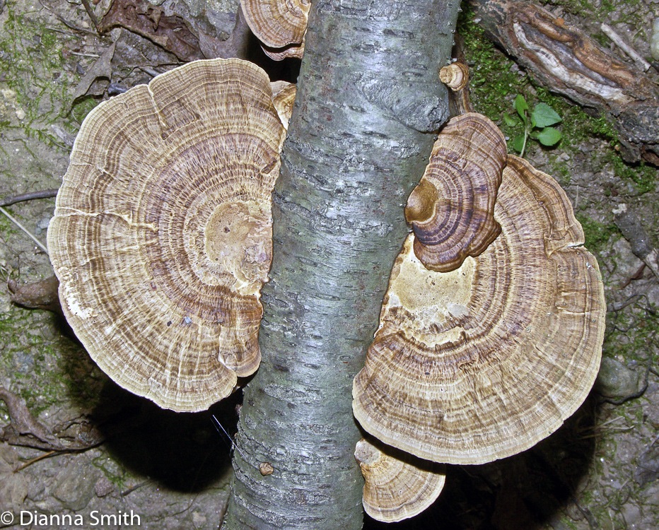 Daedaleopsis confragosa3085