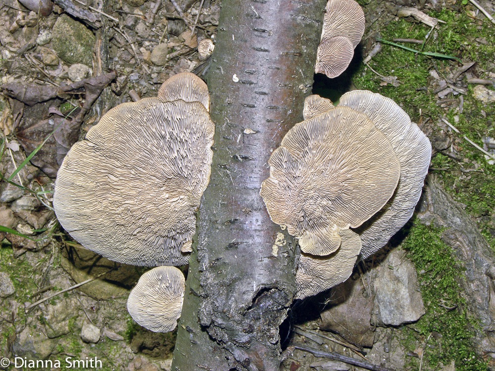 Daedaleopsis confragosa3088