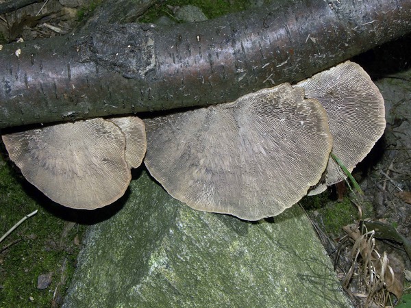 Daedaleopsis septentrionales 3090