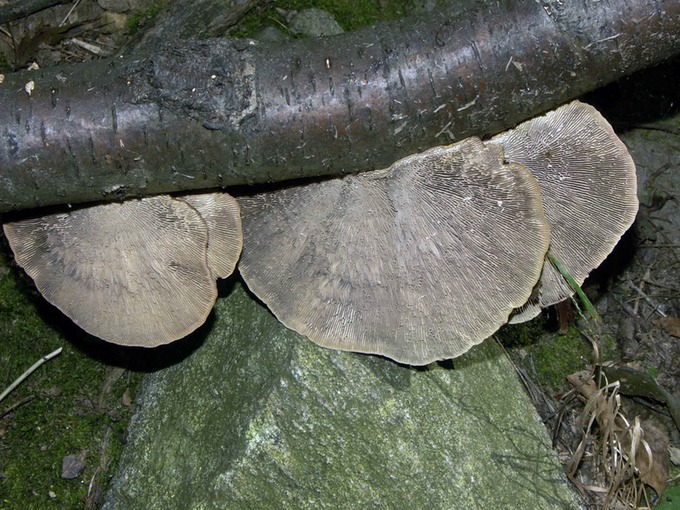 Daedaleopsis confragosa3090