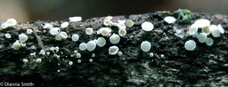Dasyscyphus virgineus 5412