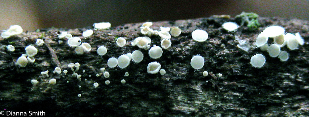 Dasyscyphus virgineus 5412