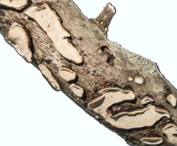 Datronia scutellata 3036