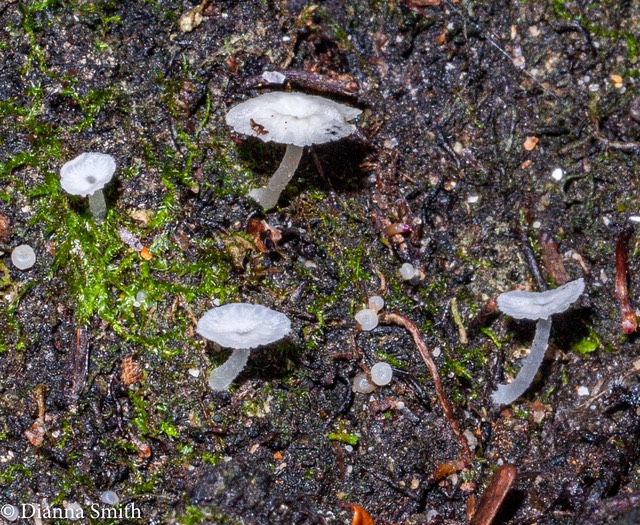 Delicatula integrella02558