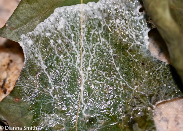 Diachea leucopodia9918