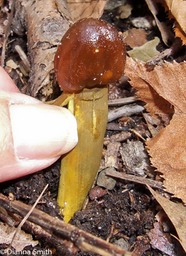 Elaphocordyceps capitata7815