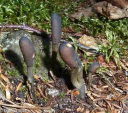 Elaphocordyceps ophioglossoides1020113