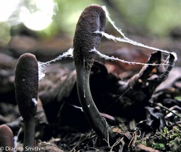 Elaphocordyceps ophioglossoides 6766