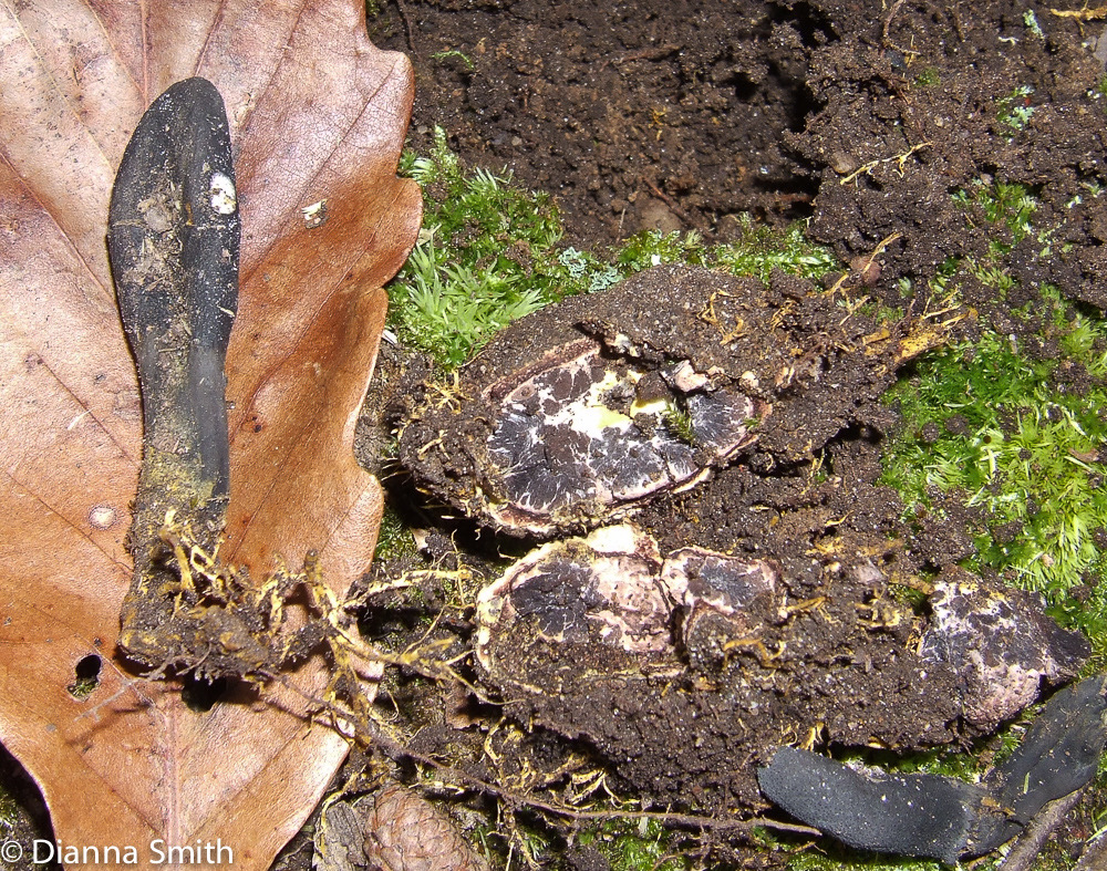 Elaphocordyceps ophioglossoides 10030099