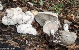 Entoloma abortiva Tallman5582