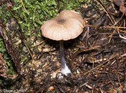 Entoloma asprellum 1010744
