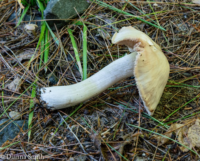 Entoloma bicolor 03147