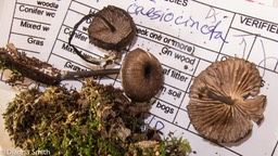 Entoloma caesiocinctum (Leptonia caesiocincta)_2616