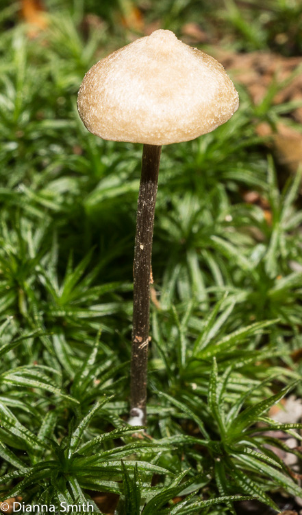 Entoloma conicum (Nolanea conica)02352