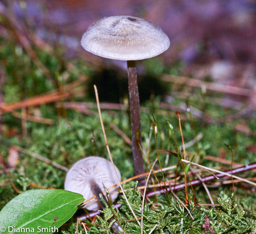 Entoloma conicum (Nolanea conica)03229