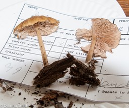 Entoloma formosum (Leptonia formosa)01448