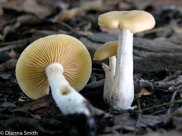Entoloma grande 6129