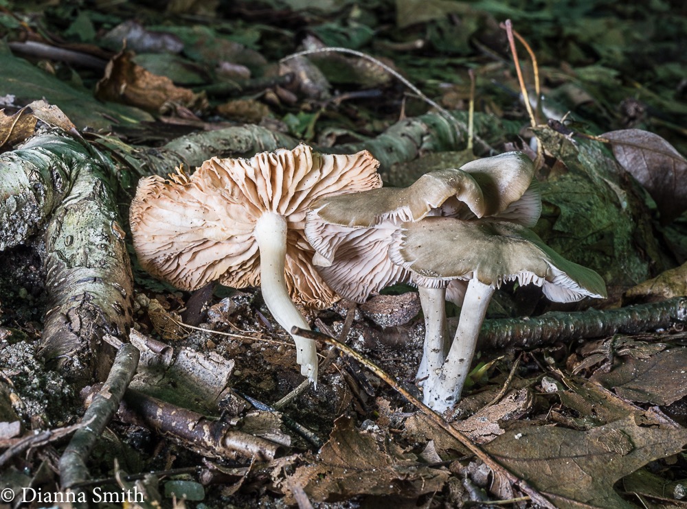 Entoloma griseum 01180