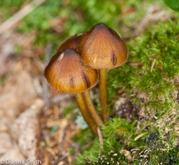 Entoloma luteum (Nolanea lutea)3941