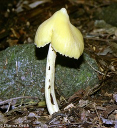 Entoloma murrayi (Nolanea murraii)2299