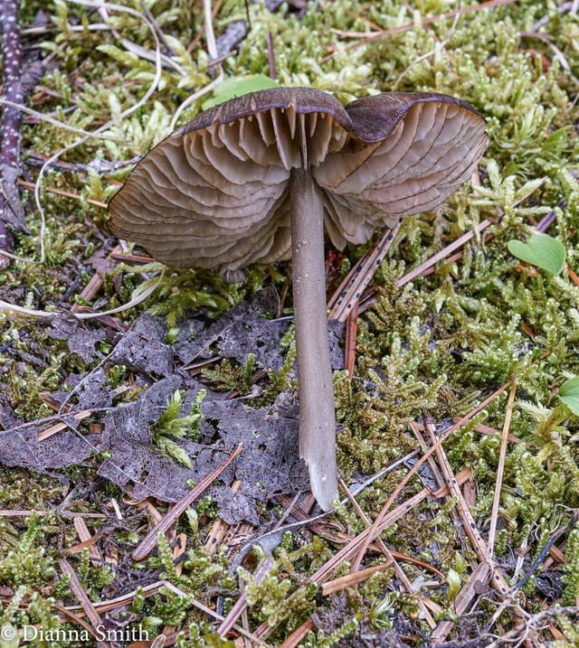 Entoloma pseudocoelestinum  01577