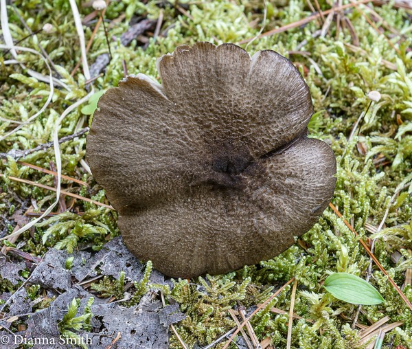 Entoloma pseudocoelestinum 01578