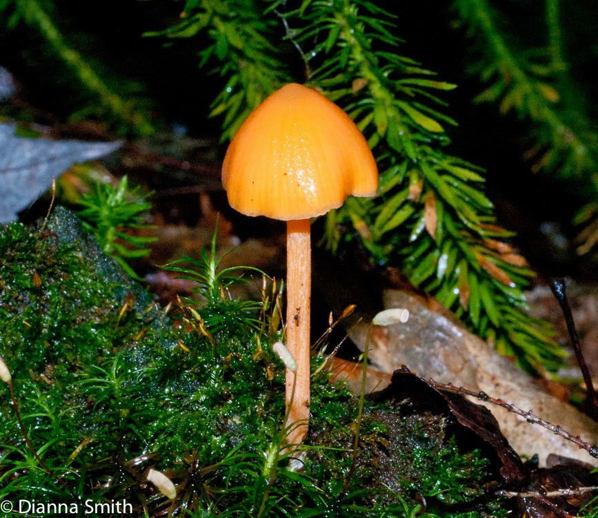 Entoloma salmoneum (syn. Inocephalus quadratus)02016
