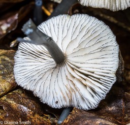 Entoloma serrulata 03122