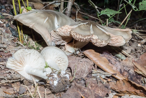 Entoloma sinuatum 07445