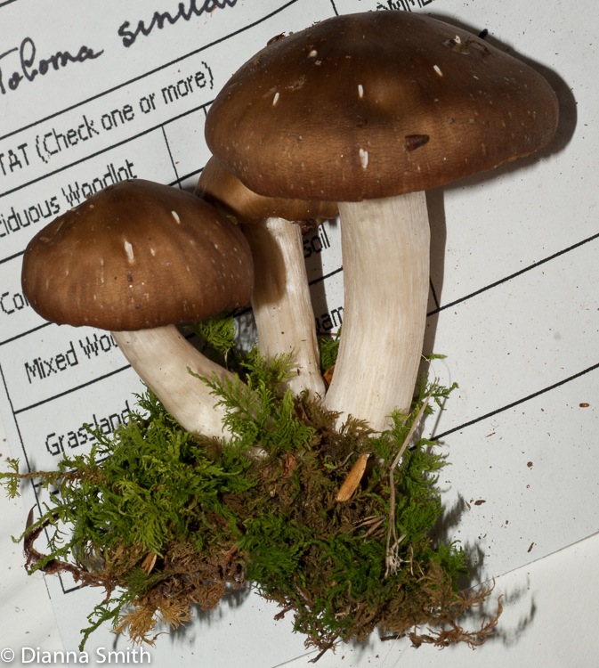 Entoloma sinuatum03206