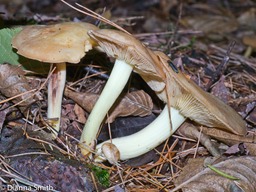 Entoloma sinuatum1020503