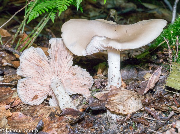 Entoloma subsinuatum1010904