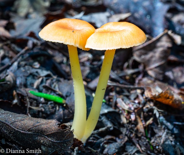 Entoloma unicolor 03218