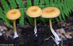 Entoloma unicolor01057