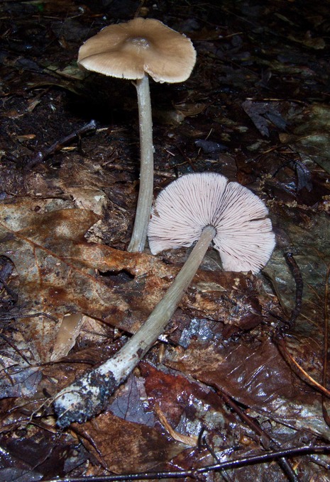 Entoloma strictius 1880