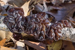 Exidia glandulosa 06347
