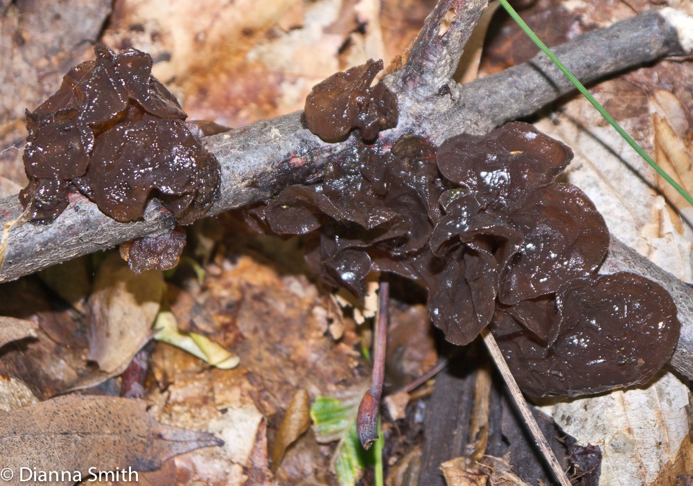 Exidia recisa1000091